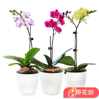 种花迷 蝴蝶兰盆栽 淡紫色 原土育苗袋+肥料 小苗不带花剑