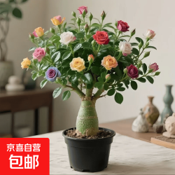 京喜 稀有多头沙漠玫瑰重瓣老桩浓香多肉绿植四季室内外 多色花 根直径（2-4公分） 带黑色育苗盆发货