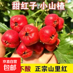 京喜自营-专用品牌 新鲜甜红子山楂果  带箱2斤净重1.8斤