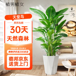 植男植女 天堂鸟盆栽客厅室内好养大型落地真绿植办公室植物鹤望兰源头直发
