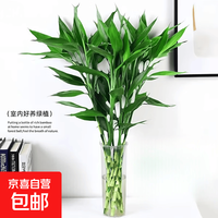 京喜 富贵竹水培植物室内招财绿植插瓶插花净化空气转运竹生活鲜花 富贵竹75cm10支