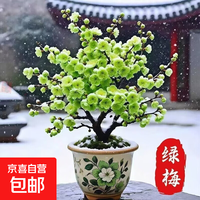 京喜 带花苞耐寒梅花腊梅盆栽红梅浓香型大花四季开花庭院好养花卉 绿梅花春节开花 明年开花1年苗耐寒严选无分