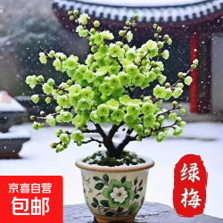 京喜 带花苞耐寒梅花腊梅盆栽红梅浓香型大花四季开花庭院好养花卉 绿梅花春节开花 明年开花1年苗耐寒严选无分