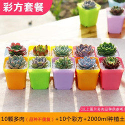 意轩 多肉植物盆栽新手套餐肉肉植物办公室内迷你绿植花卉盆栽 熊童子