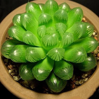 素蜜涞思芊多肉植物新款多肉植物组合盆栽肉肉稀有品绿植花卉室内含盆 驼色 水晶玉露 裸根不带土