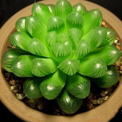 素蜜涞思芊多肉植物新款多肉植物组合盆栽肉肉稀有品绿植花卉室内含盆 驼色 水晶玉露 裸根不带土
