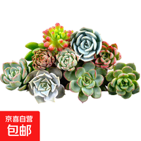 多规格可选多肉植物大全花卉生石花熊童子绿植多肉观赏趣味绿植 2棵裸根随机多肉