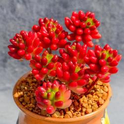 贵货多肉 植物 室内外阳台多肉盆栽组合 肉肉办公室内盆栽 虹之玉(单头3-5cm)