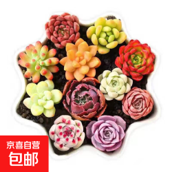 京喜 金枝玉叶多肉植物室内花卉办公老桩绿植净化好养 2颗多肉随机品种