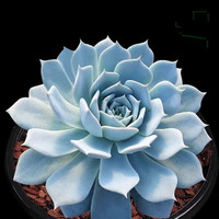 意轩多肉植物组合盆栽小绿植花卉玉露娃娃天鹅绒桃蛋大颗好养室内精品 裸根不带土