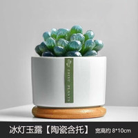 绿荫巷子 多肉植物组合套餐肉肉室内植物办公室电脑桌面盆栽好养活小盆栽
