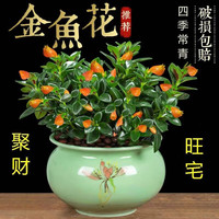 四季常青金鱼花吊兰盆栽室内绿植花卉多肉植物发财树好养易活客厅 金鱼吊兰原盆土