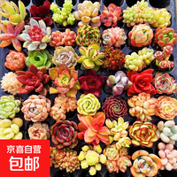 京喜 多肉植物组合办公室阳台绿植套装新手花卉盆栽桃蛋玉露套餐 随机精选2颗品种（不含盆土）