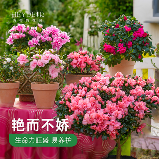 海蒂的花园 杜鹃花 樱桃红 14cm盆 盆栽花卉