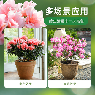 海蒂的花园 杜鹃花 樱桃红 14cm盆 盆栽花卉