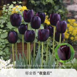 海蒂的花园 郁金香自然球夜皇后12/14(3球装)