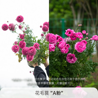 海蒂的花园 进口花毛茛种球 花毛茛A粉7/8(3球装)
