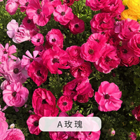 海蒂的花园 进口花毛茛种球 花毛茛A玫瑰7/8(3球装)