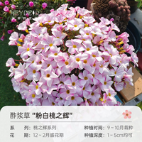 海蒂的花园 酢浆草种球 酢浆草粉白桃之辉(10球装)