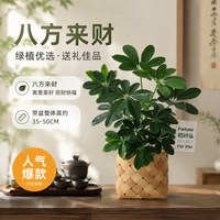 八芽 八方来财鸭脚木盆栽室内客厅鸭掌木绿植净化空气四季好养易活盆景 奇趣鸭掌木-方竹编织筐-吊牌招财运