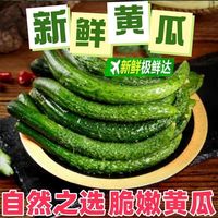 百亿补贴：农蔬晨 云南新鲜黄瓜带刺生吃凉拌刺黄瓜净重3斤火锅蔬菜开胃即食