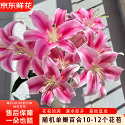 京东鲜花 单瓣香水百合1束鲜切花云南基地直发插花节日送礼花束源头直发