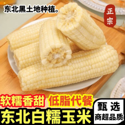 黄六爷 东北白糯玉米棒1300g 5根