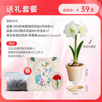 海蒂的花园 南非朱顶红重瓣种球 阿弗雷 12+ 送土套餐