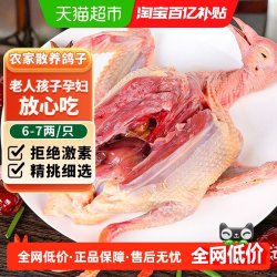 卖鱼郎先生 鸽子新鲜活体非土鸽老鸽子乳鸽鲜农家散养生鲜