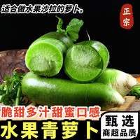 黄六爷 正宗山东水果青萝卜当季新鲜水果蔬菜腌菜泡菜脆甜爽口产地直发 5斤 美味乐享