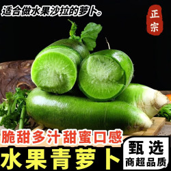 黄六爷 正宗山东水果青萝卜当季新鲜水果蔬菜腌菜泡菜脆甜爽口产地直发 5斤 美味乐享