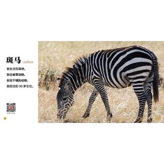 《动物认知小百科》（礼盒装、套装共24册）