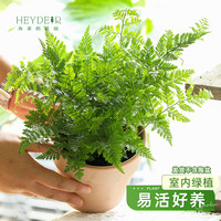 海蒂的花园 旗舰店霸王蕨鸟巢蕨办公室绿植书桌客厅阳台四季室内盆栽好养植物 狼尾蕨13cm盆