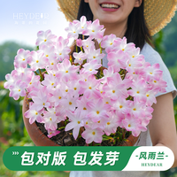 海蒂的花园 旗舰风雨兰盆栽多年生庭院阳台花卉植物苗绿植盆栽花耐热耐晒花卉 风雨兰初恋12cm盆
