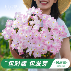 海蒂的花园 旗舰风雨兰盆栽多年生庭院阳台花卉植物苗绿植盆栽花耐热耐晒花卉 风雨兰初恋12cm盆