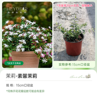 海蒂的花园 旗舰店茉莉花香浓郁味新手好养阳台盆栽植物庭院花园绿植好养易活 素馨茉莉15cm盆
