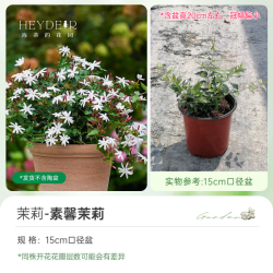海蒂的花园 旗舰店茉莉花香浓郁味新手好养阳台盆栽植物庭院花园绿植好养易活 素馨茉莉15cm盆