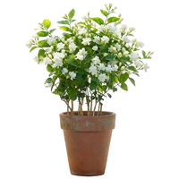 海蒂的花园 旗舰店茉莉花香浓郁味新手好养阳台盆栽植物庭院花园绿植好养易活 素馨茉莉15cm盆