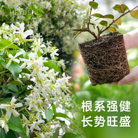 海蒂的花园 素馨茉莉 15cm盆 盆栽