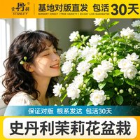 史丹利 笔尖茉莉盆栽单瓣茉莉花盆栽垂丝茉莉花盆栽带花苞巴西重瓣 垂丝茉莉（整高50cm以上） 带简易生产盆