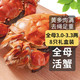 乾澄 鲜活大闸蟹 特大全母蟹3.0-3.3两8只 去绳足重  现货螃蟹海鲜礼盒源头直发