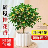 桂花树苗桂花苗盆栽室内外庭院花卉绿植金桂红四季桂盆景丹桂 盆栽四季桂高（40-50cm）