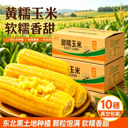 馋乡玉 当季头茬东北黄糯玉米棒头茬真空包装低脂黄糯大棒甜软糯现摘代餐 东北黄糯玉米220g*6支