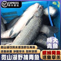 云映渔舟 微山湖野生大青鱼 生鲜水产