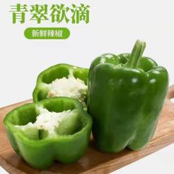 脆甜青圆椒太空椒1斤 肉厚籽少微甜不辣凉拌沙拉青椒产区直发 1斤