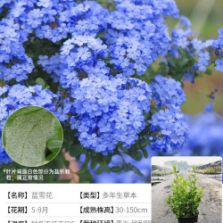 海蒂的花园 多季开花 蓝雪花盆栽 蓝雪花21cm盆