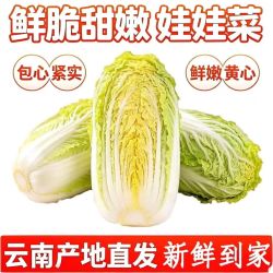 欣飞果源 云南新鲜娃娃菜农家蔬菜彩箱净重4.8斤