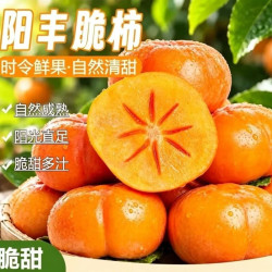 果恋多 正宗阳丰巧克力脆柿新鲜采摘甜脆可口冰糖心精品脆柿子产地直达