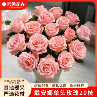 云舍花卉 粉色戴安娜玫瑰 20 枝鲜花花束发