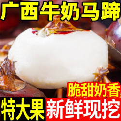 黄六爷 广西合浦马蹄荸荠 5斤【特大果】约65-90个，脆甜奶香多汁